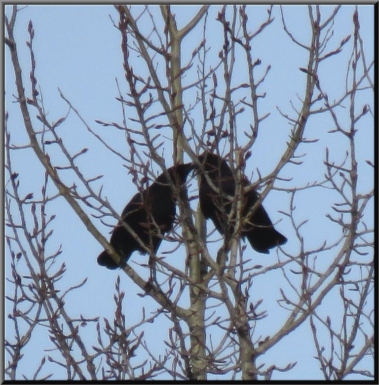 pair of raven in poplar tree full of buds.JPG