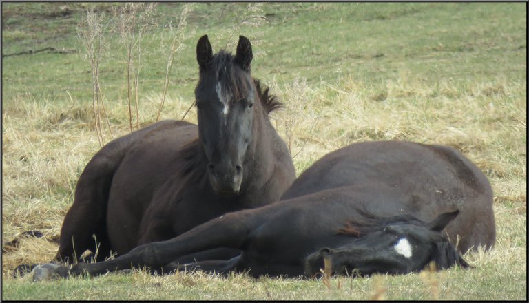 2 horse sisterrs lying in the grass.JPG