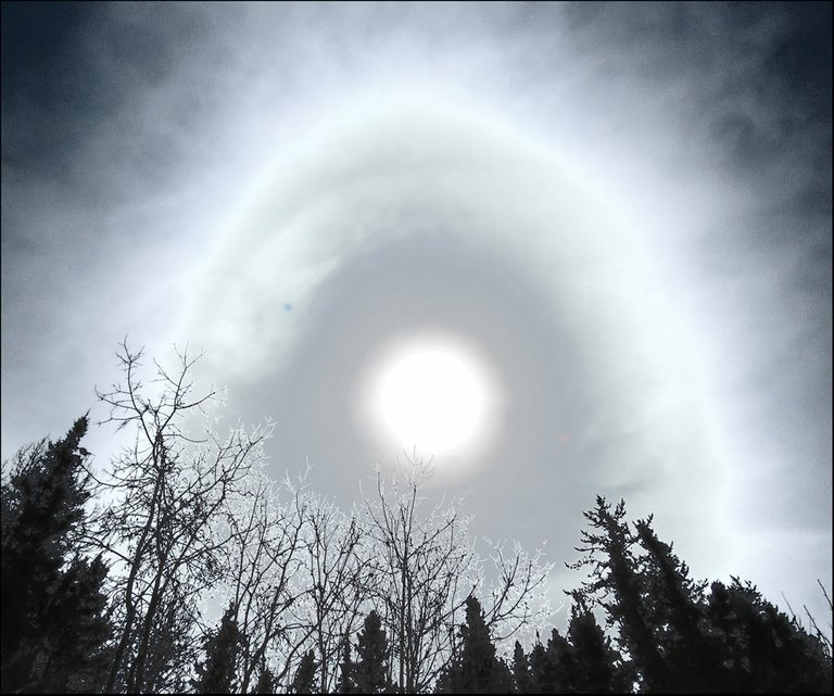 filtered view of ring around sun looks like frosting on trees.JPG