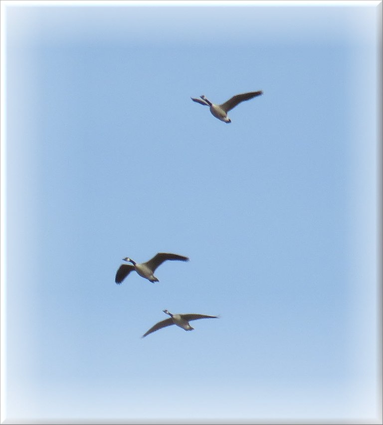 3 geese in flight.JPG