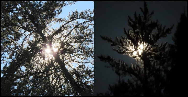 sun and moon shining thru pine tree.JPG