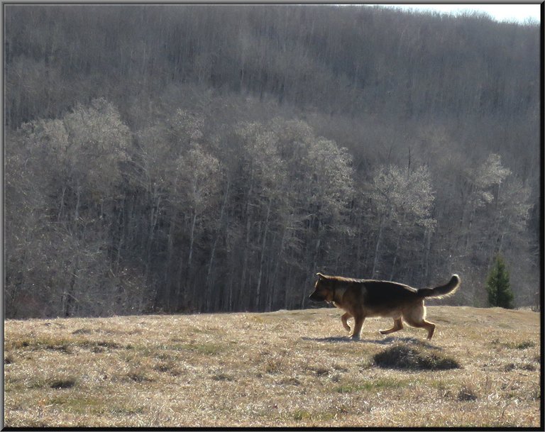 Bruno running on hill 1st flush on cottonwoods in background.JPG