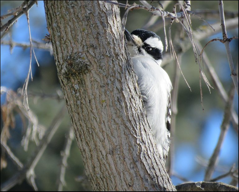 close up woodpecker peeking around tree trunk.JPG