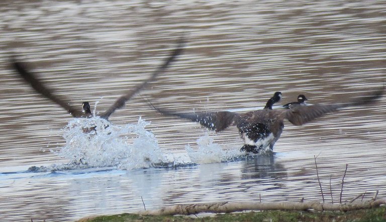 close up geese splashing starting to take off water.JPG