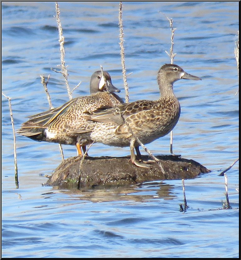 pair of blue winged teal on mound of dirt surrounded by water.JPG