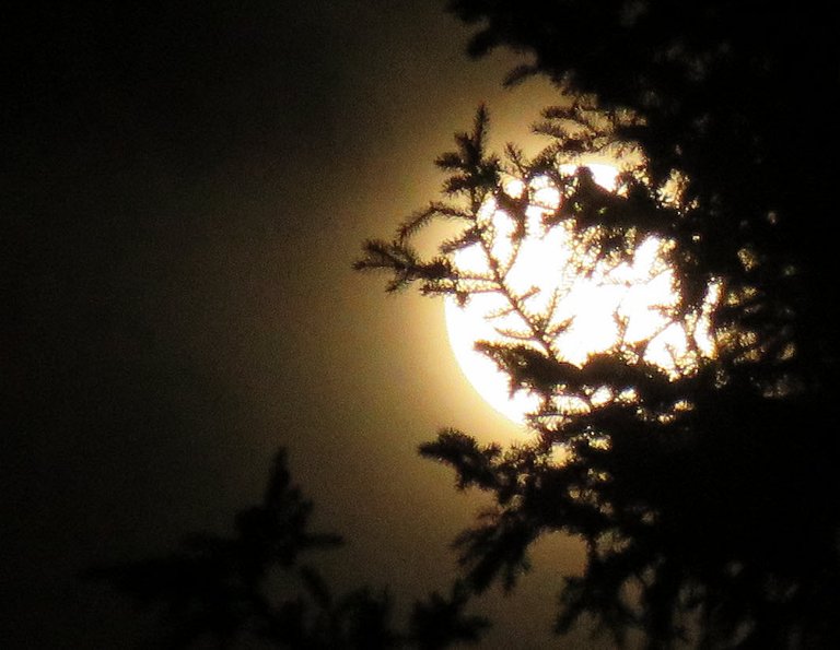 bright orange full moon in spruce tree.JPG