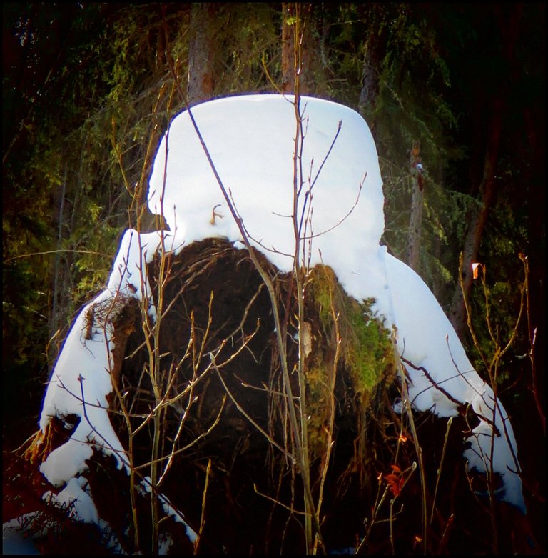 uprooted tree roots with snow on it.JPG