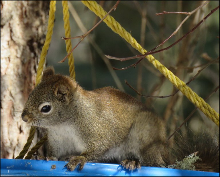 squirrel looking at me with sideway glance.JPG