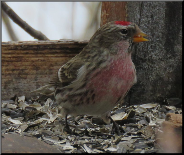 close up redpoll on feeder beak open.JPG