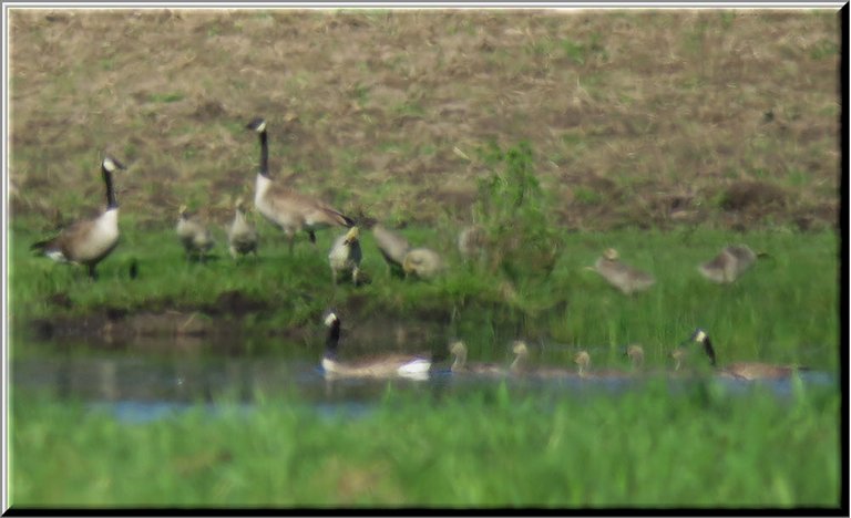 2 families Canada Geese 1 standing on shore looking on others swimming with goslings.JPG