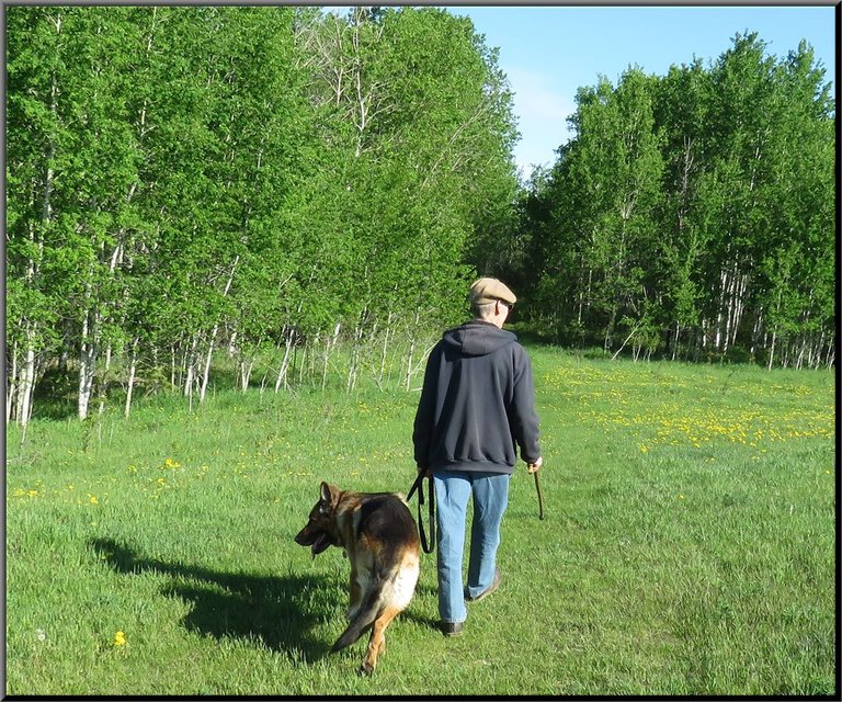 Don walking Bruno at opening on top of hill lots of dandelions.JPG