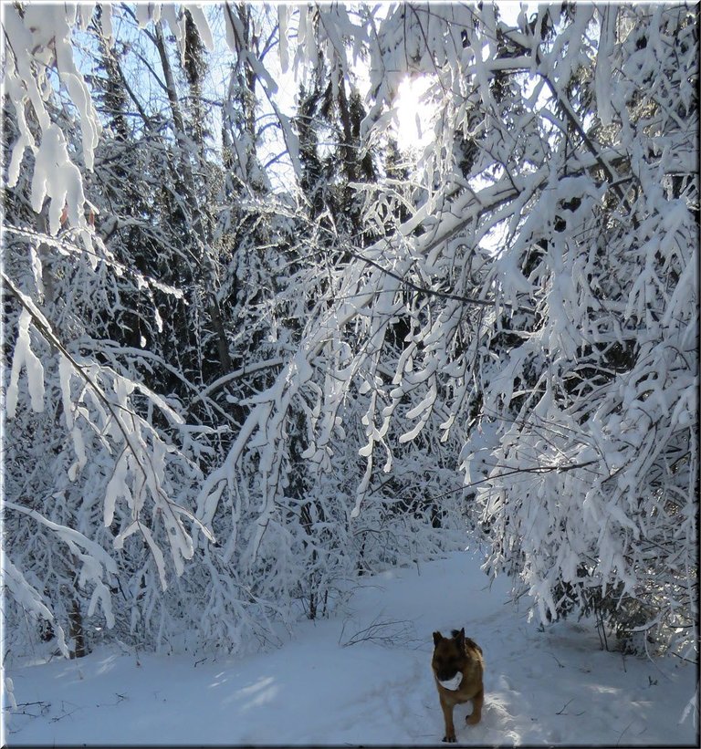 Bruno snowy lump running under snowy bent willows.JPG