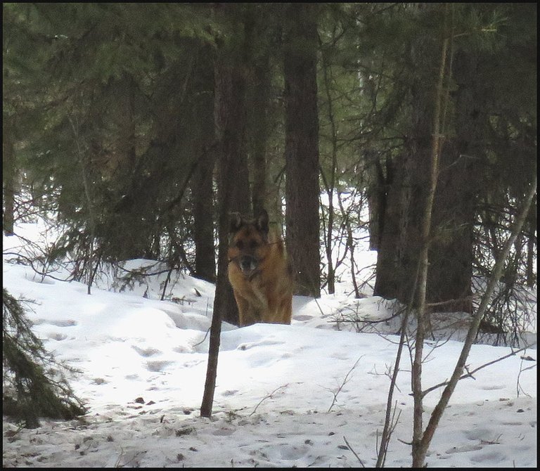 Bruno in the snowy woods.JPG