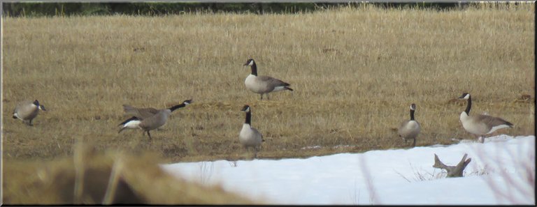 goose honking at family of geese other coming up behind.JPG