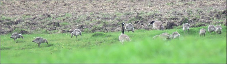 pair Canada Geese and 10 goslings out feeding on grass.JPG