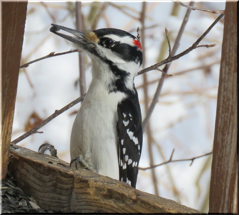 close up downy woodpecker at feeder seed in beak.JPG
