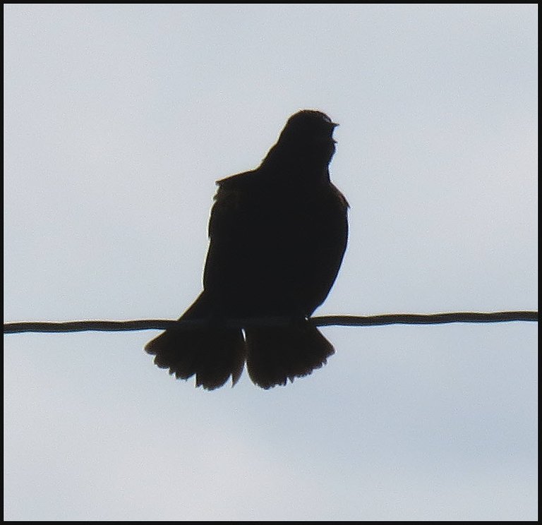 blackbird beak open calling from wire.JPG