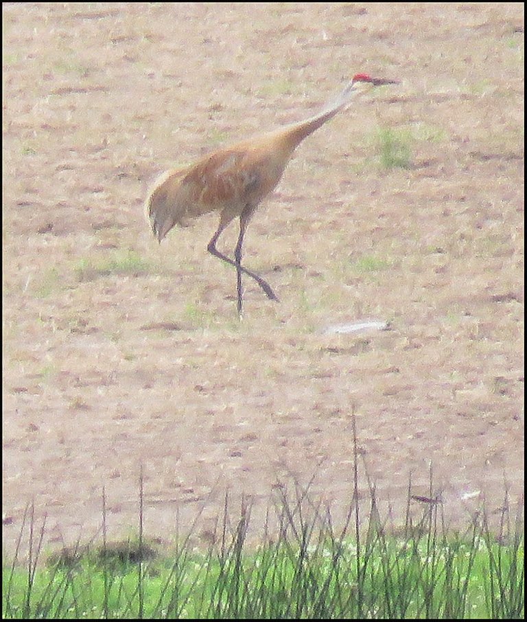 sandhill crane walking infield neck stretched out.JPG