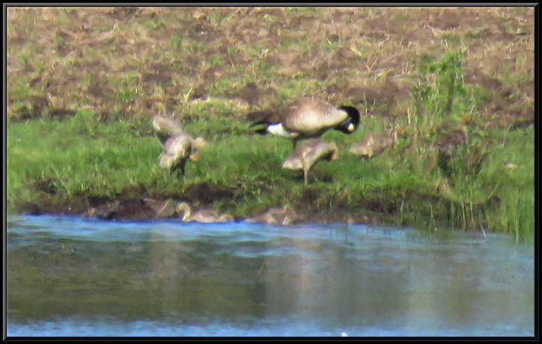 omma Goose and goslings at shore some grooming.JPG