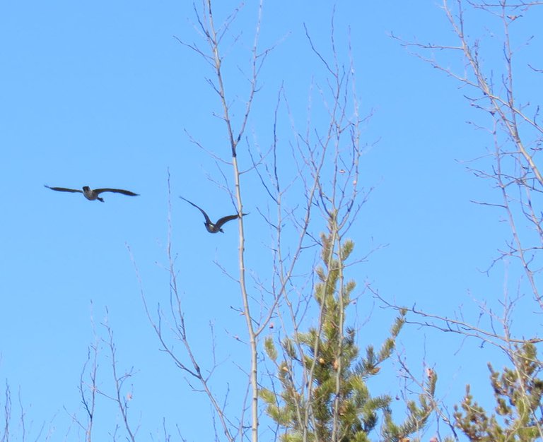 pair of geese flying by the poplar and pine trees.JPG