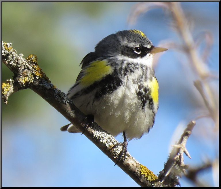 close up yellow throated warbler.JPG