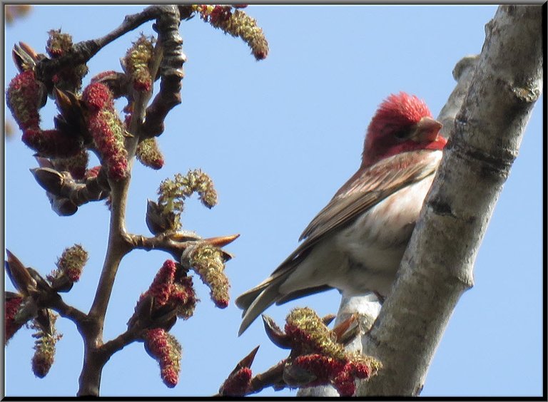 close up male purple finch by red catkins on poplar tree.JPG