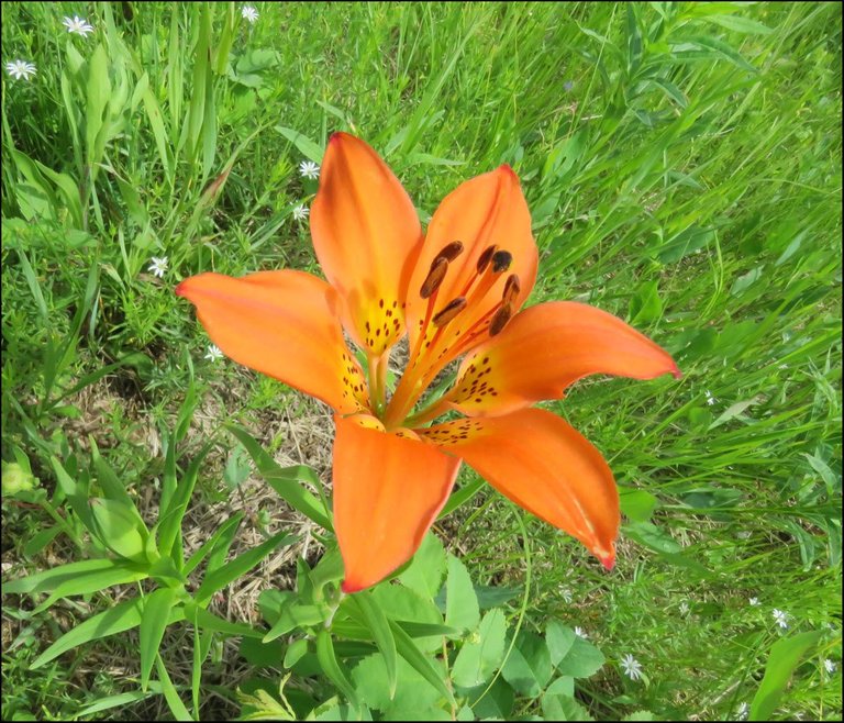 close up tiger lily with star flowers in background.JPG