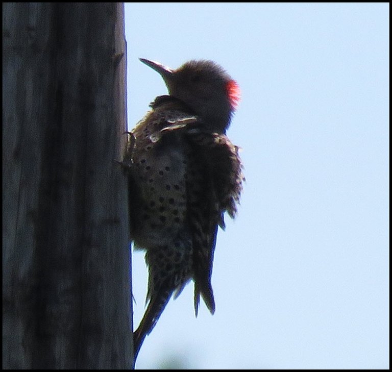 close up flicker on side of pole feathers fluffed up.JPG