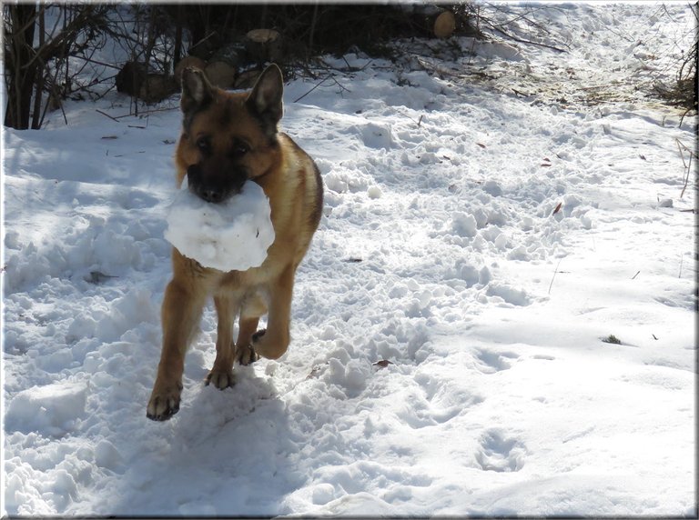 Bruno running down lane with snow chunk in mouth.JPG