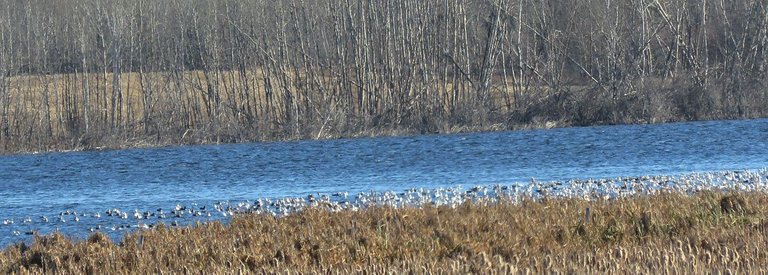 snow geese swimming at edge of pond.JPG