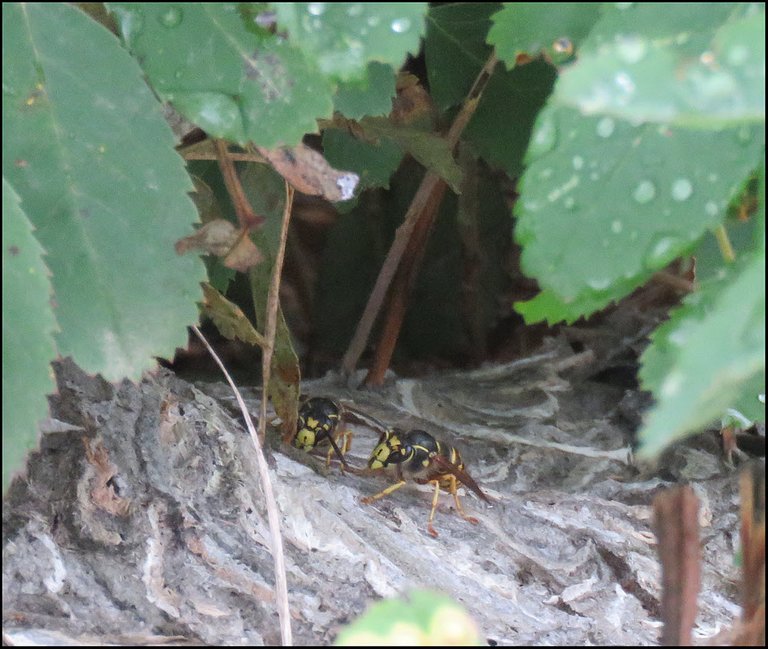 2 wasps at entrance to ground nest.JPG
