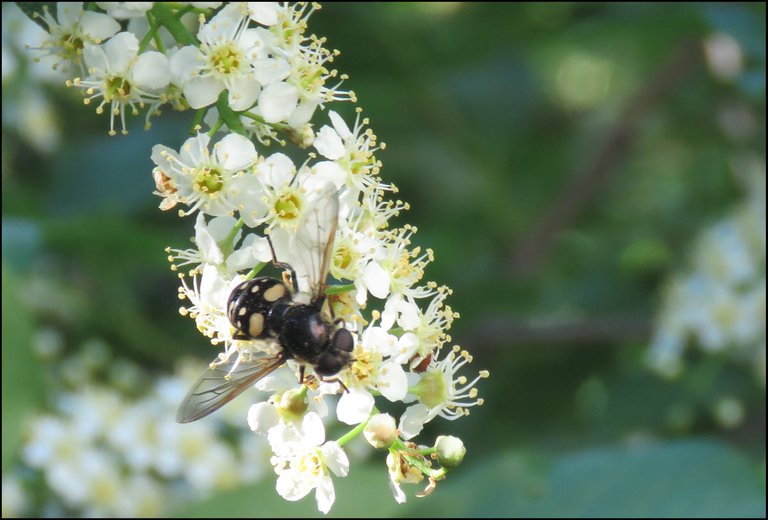 fly like pollinator on chokecherry blossom.JPG