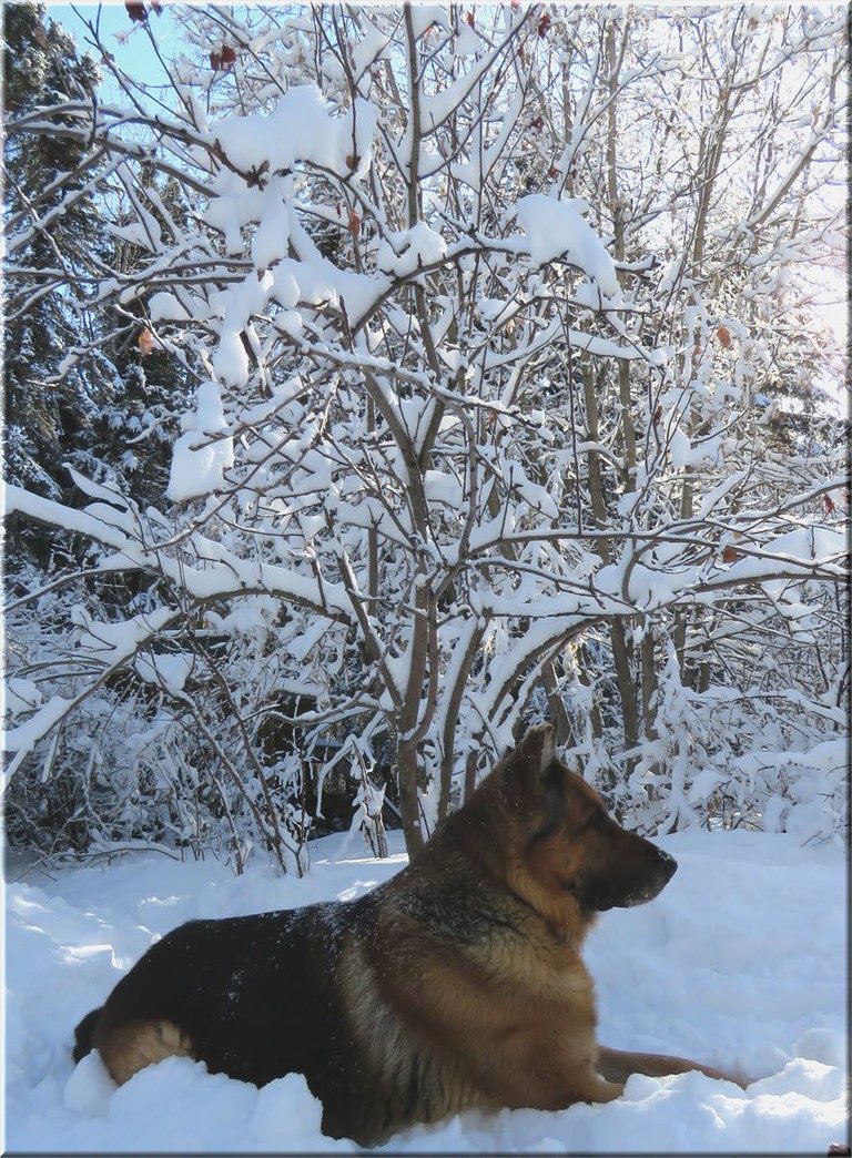 Bruno looking handsome by snowy apple tree.JPG