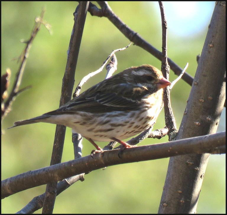 close up sparrow like bird.JPG