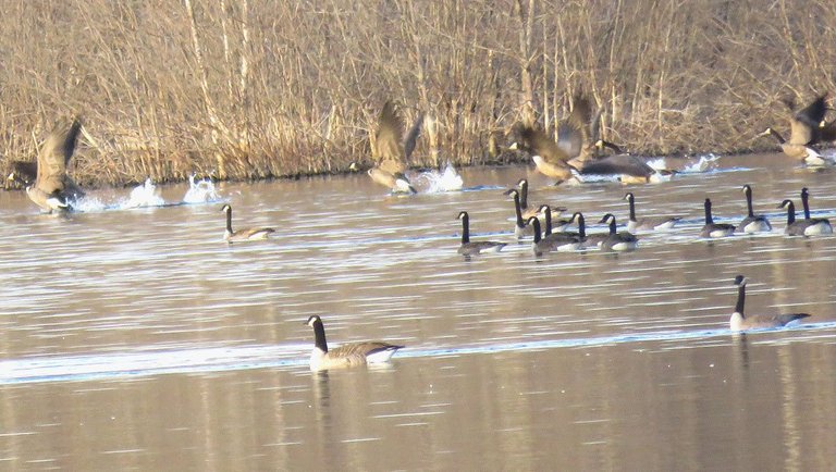 geese taking off water while others look on.JPG