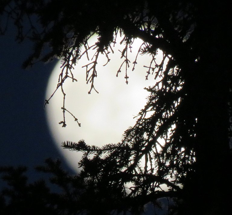 patterns of spruce branch in front of full moon.JPG