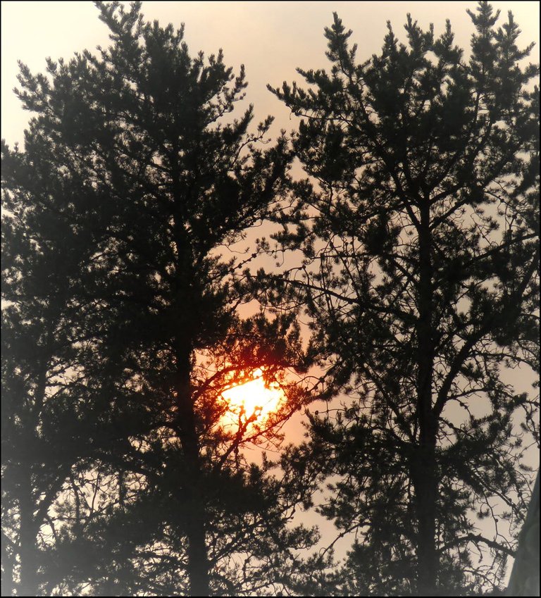 firery sun behind pines.JPG