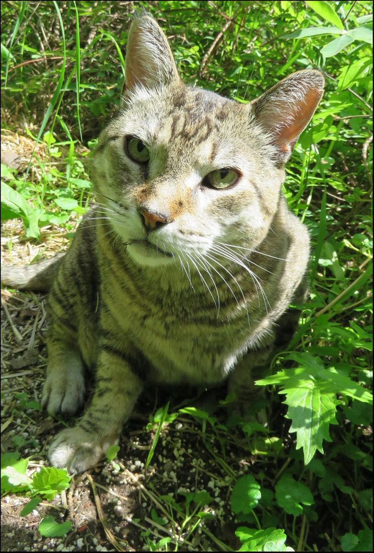 JJ looking up from catmint plant.JPG