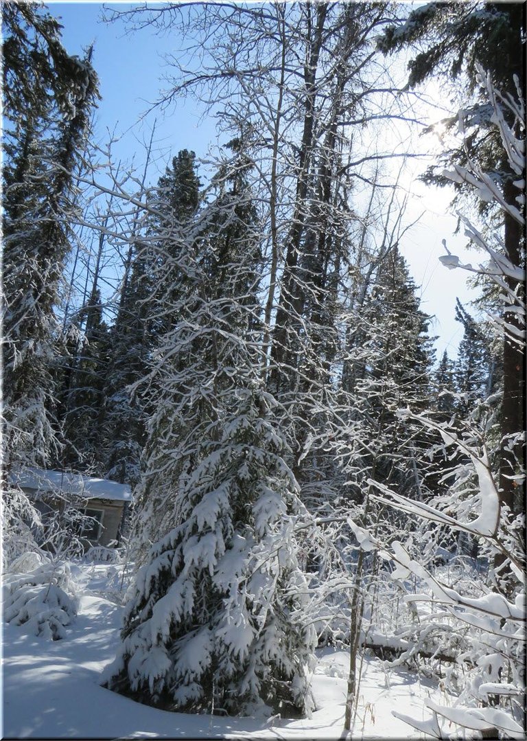 sunlight on snowy spruce and scene by well house.JPG