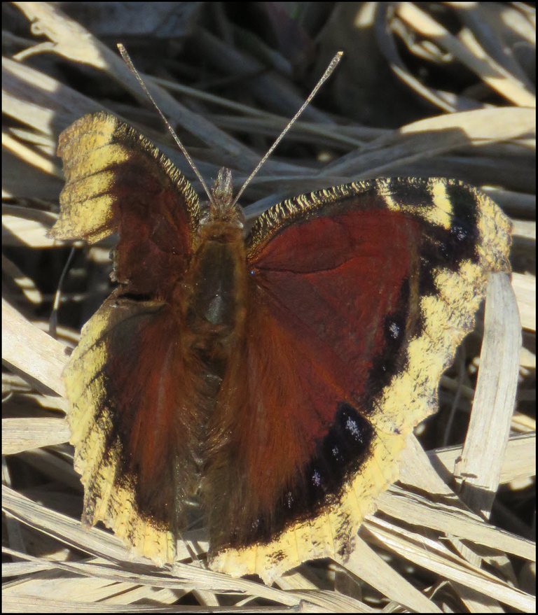 close up butterfly  sunning itself on dried grass.JPG