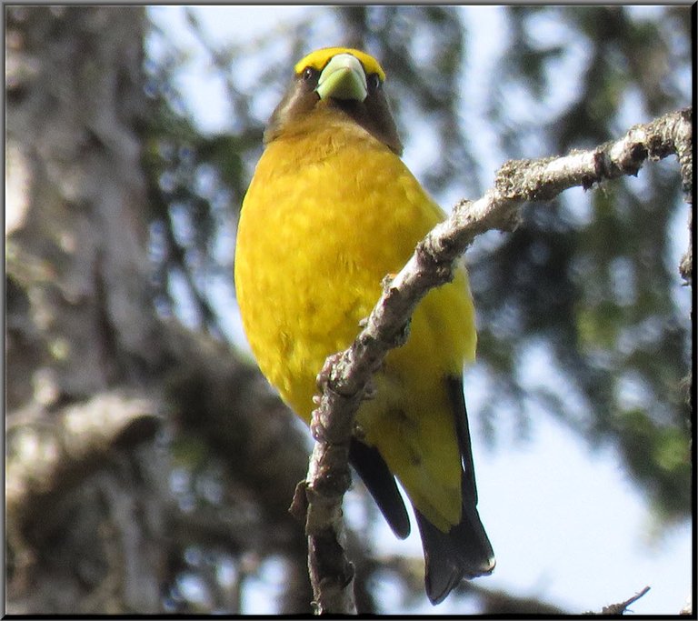 close up male evening grosbeak perched on pine branch.JPG