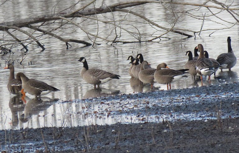 braunt geese with Canada Geese.JPG