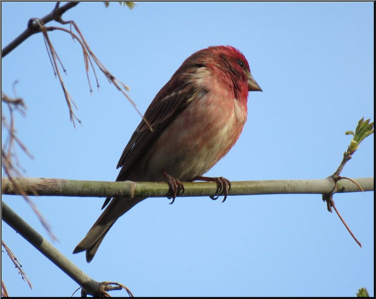 close up male purple finch side few.JPG