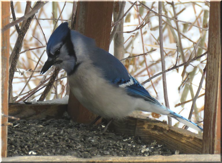 close up bluejay at feeder.JPG