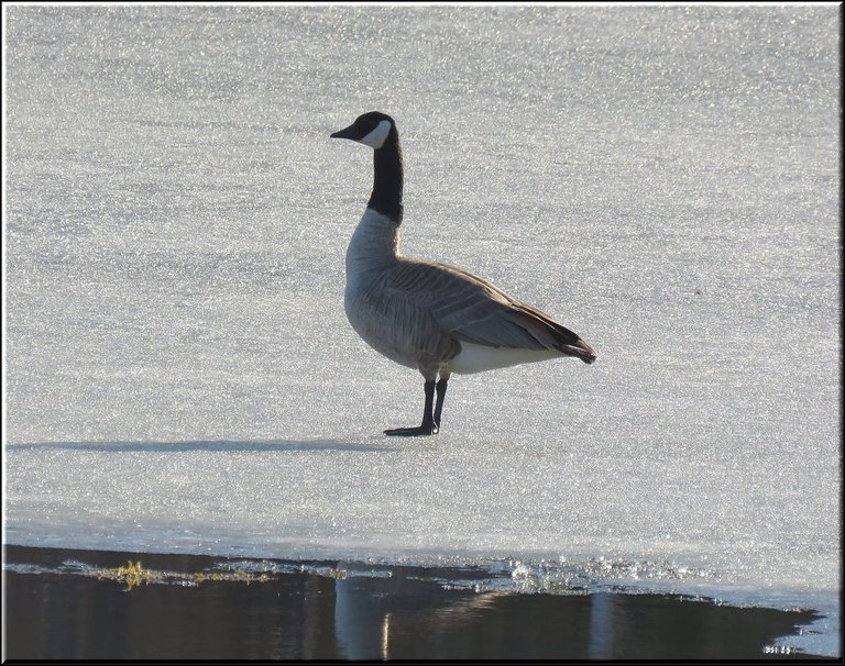 Canada goose standing on ice.JPG
