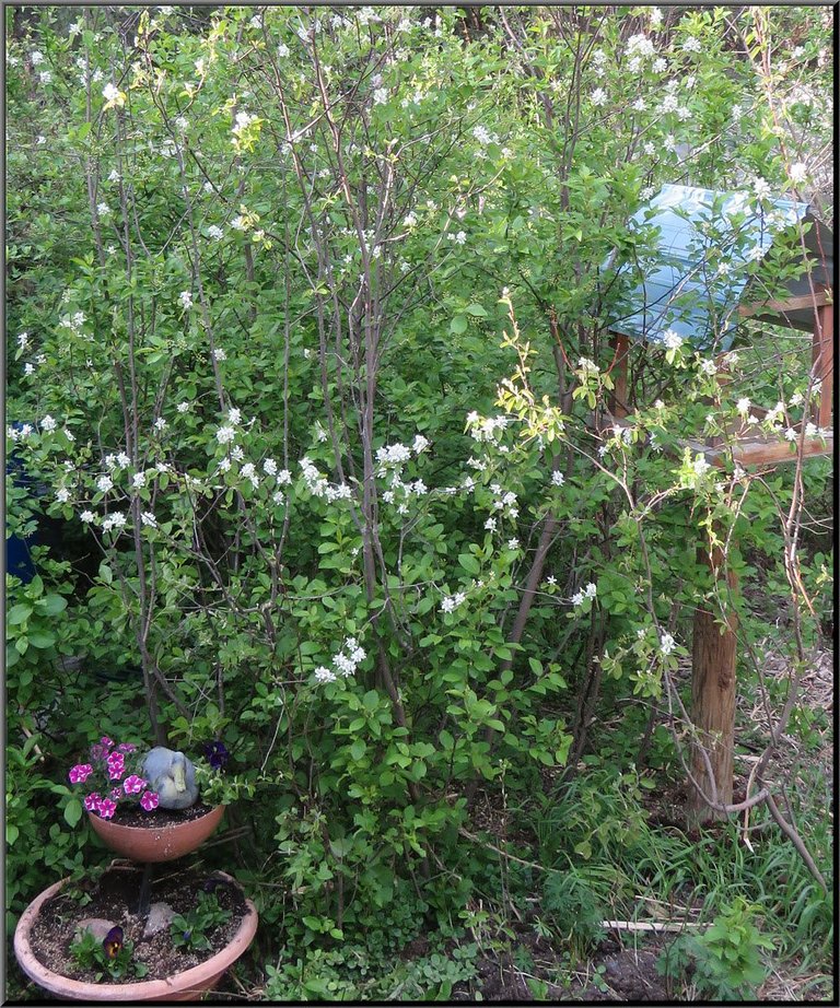 duck flower pot by flowering saskatoon bushes.JPG