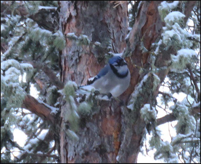 Bluejay on snowy spruce tree.JPG