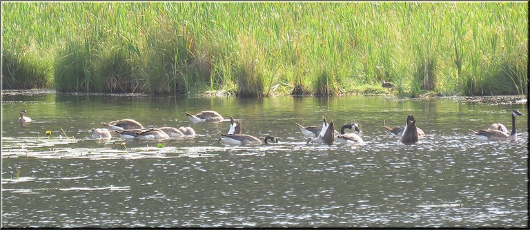 family of geese feeding in water at edge of pond.JPG
