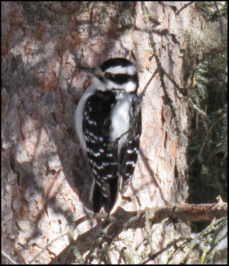 close up woodpecker on spruce tree trunk.JPG
