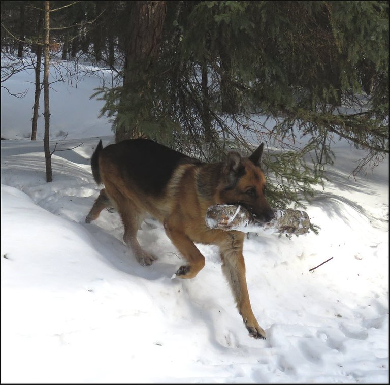 Bruno running out of bush with log in mouth.JPG